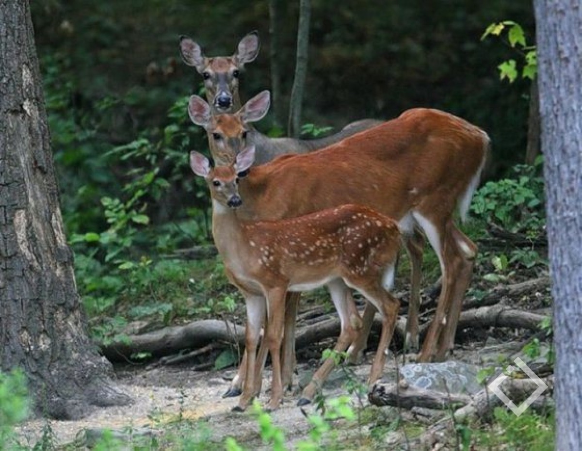 Deer Threesome